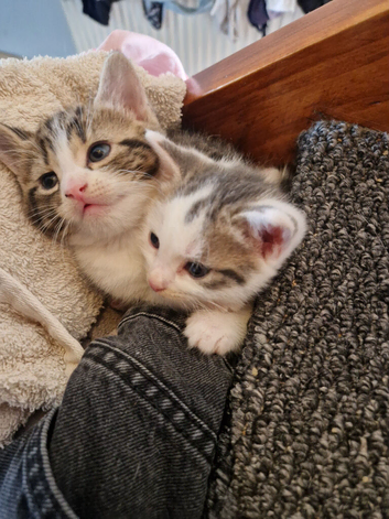 2 beautiful kittens for sale