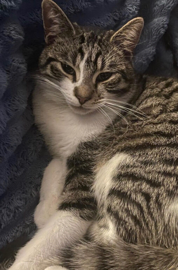 MISSING TABBY AN WHITE MALE