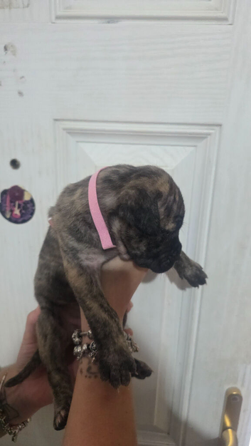 Presa canario x American bully pups ready to leave home
