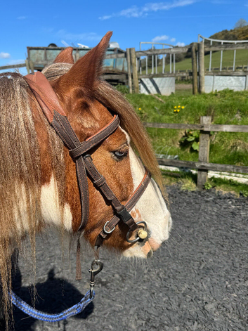 12.2 cob gelding