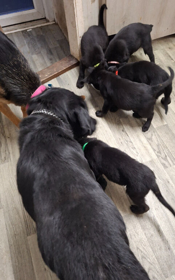 2 Sheprador puppies Left  ready to leave Now