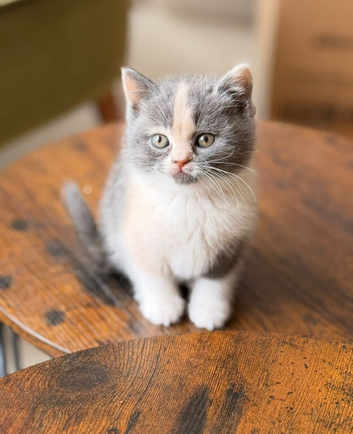 British shorthair kittens