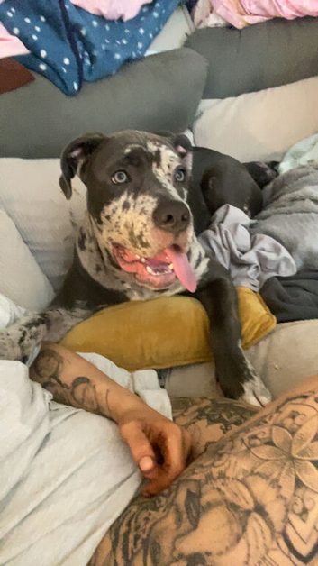 Doggie for sale-