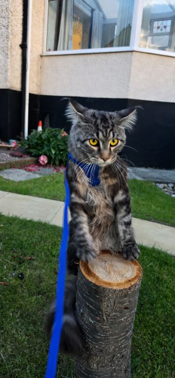 Kitten big boy maine coon