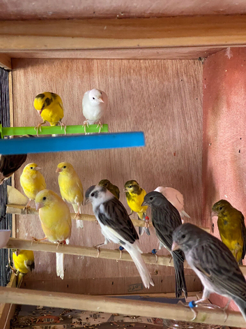 Raza canaries for sale in Eastbourne