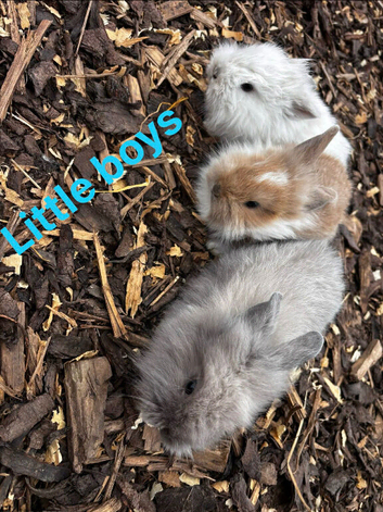 Beautiful baby bunnies ready now.