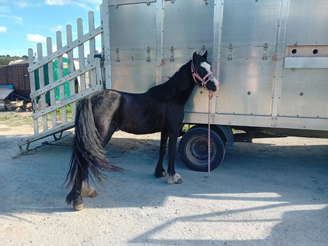Ride n drive pony