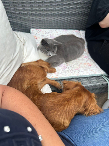 Mixed breed but mostly British shorthair heritage.