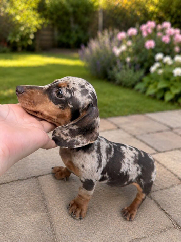 Beautiful Miniature Dachshund