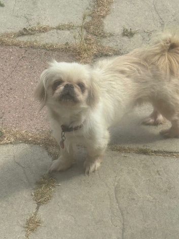 D KC reg Pekingnese girl 3 years white bi colour