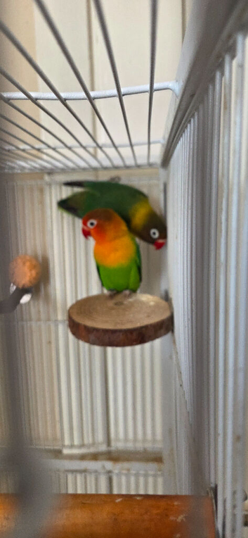 Breeding pair of Fischer Lovebirds