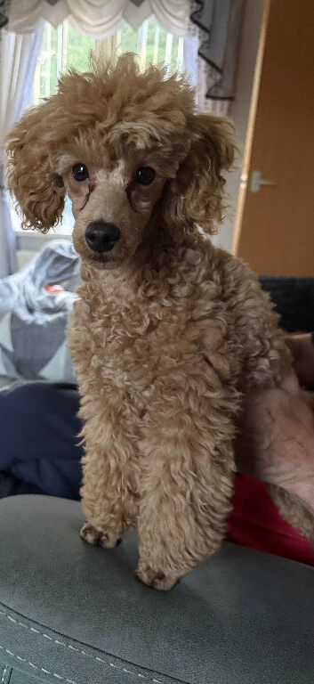Apricot Toy poodle pup male