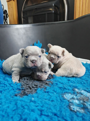 French bulldog puppies