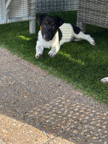 Jack Russel pups