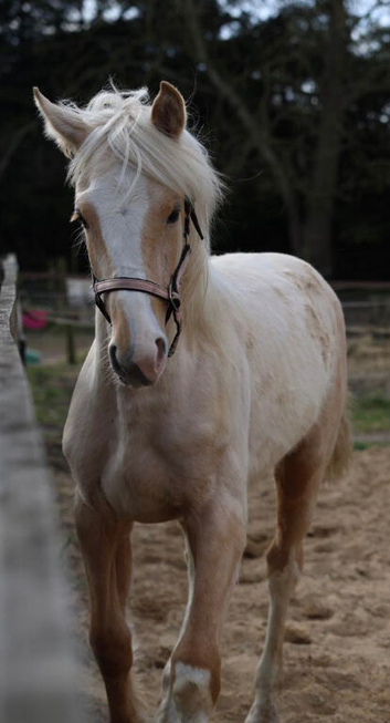 smart palomino gelding youngster for sale