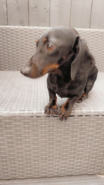 Mini dachshund boy Rolo