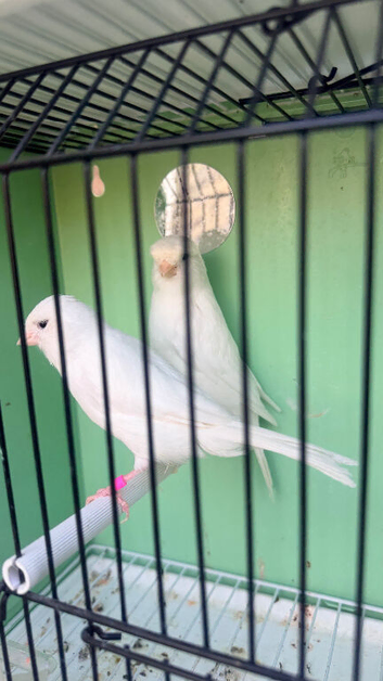 Best canary&rsquo;s for sale