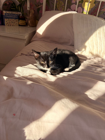 1 female kitten available immediately