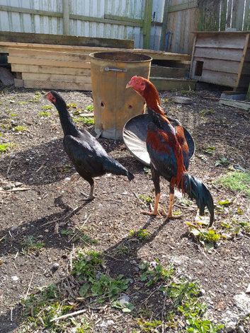 Shamo game birds