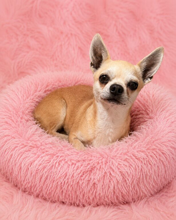 Beautiful chihuahua female smoothcoat