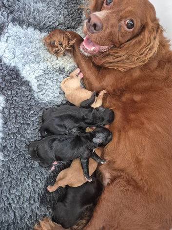 Cockerpoo x cocker spaniels puppies