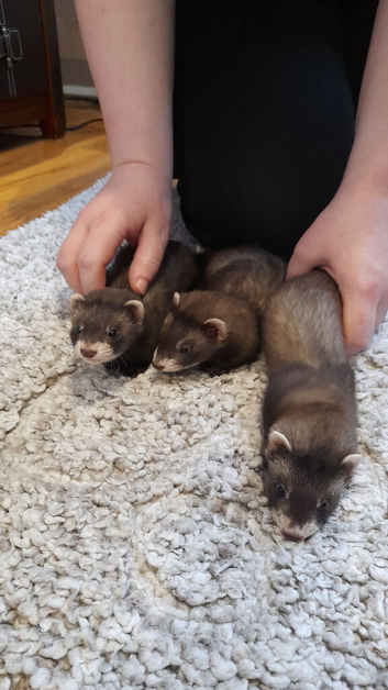 Three polecat jills 12 weeks.