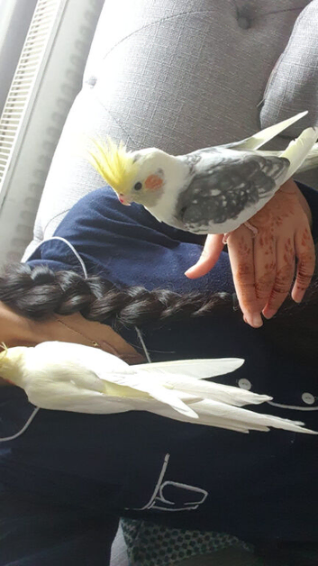 Two male cockatiels for sale!!