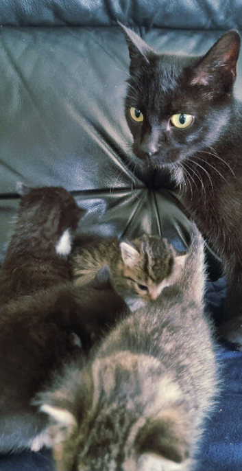 Kittens available to reserve