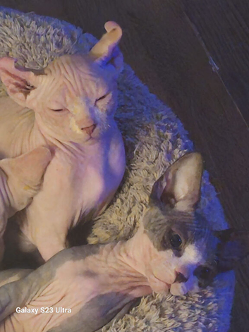 beautiful Sphynx kittens