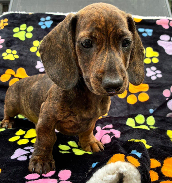 Only 1 Boy pup left