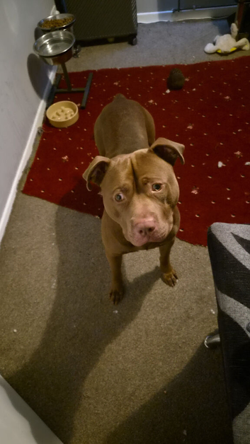 Brown cane corso