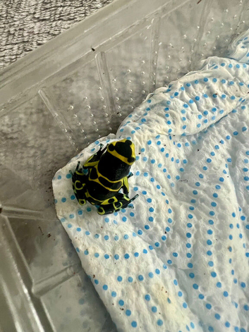 Blue foot leucomelas froglets
