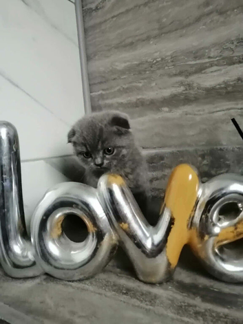 2 Scottish fold boys