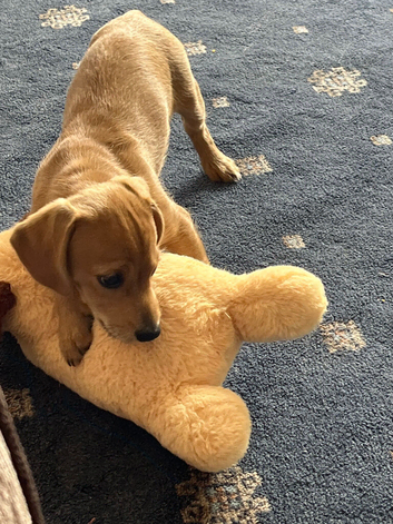 Dachshund x