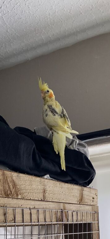 Baby handtame Lutino lineolated parakeets