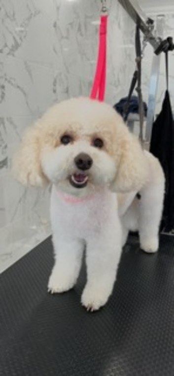 Benji's Dog Grooming Ltd