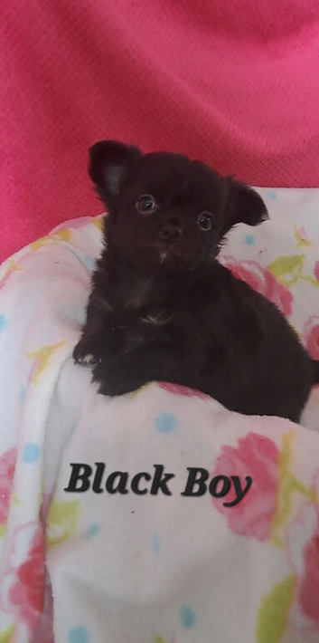 Long Coat Chihuahua puppies