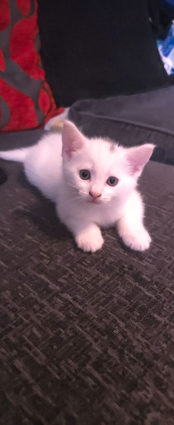 2 beautiful male white kittens