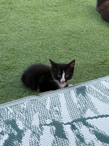 I have 2 beautiful kitten READY TO LEAVE