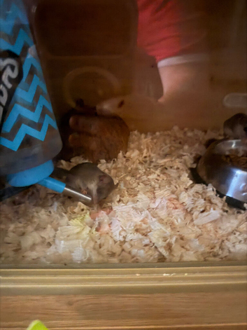 Micro squirrels