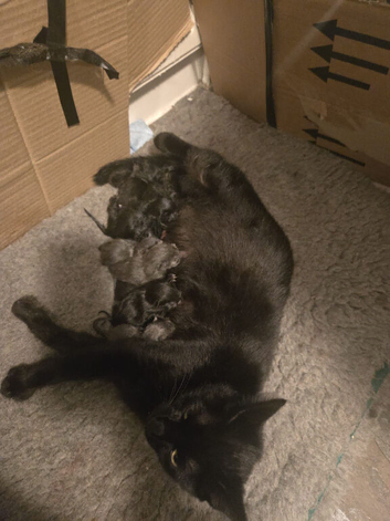 Kittens for sale.