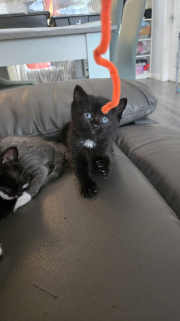 3 kittens left. Reduced price. Ready 28th May