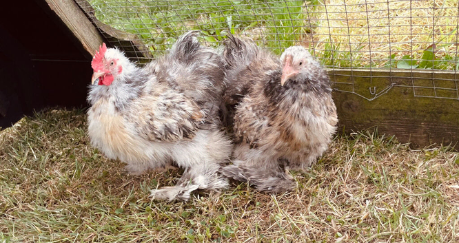 Silkie feathered Pekins very rare and unusual