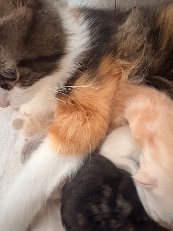 Persian x kittens please read description