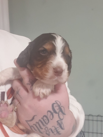 cocker spaniles