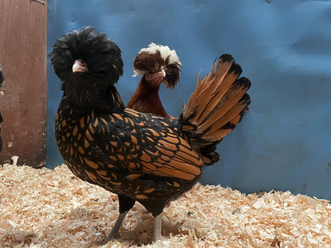 Stunning Polish bantams for sale from excellent stock- variety of colours