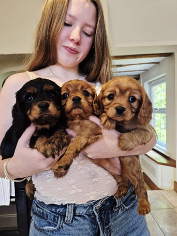 Beautiful Cavalier King Charles Spaniel Puppies &ndash; 2 Males & 1 Female Available