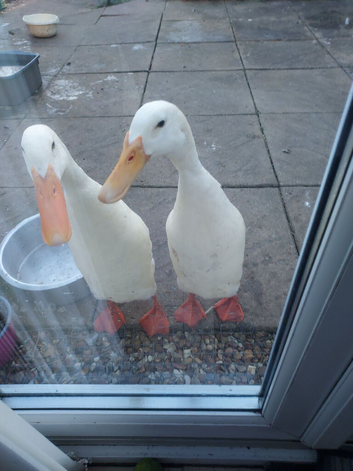 2 white male indian runner ducks