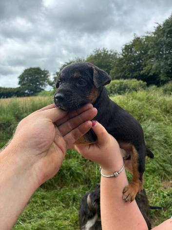 Jack Russell x Lakeland puppies