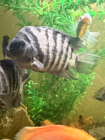 Very big male convicts x2